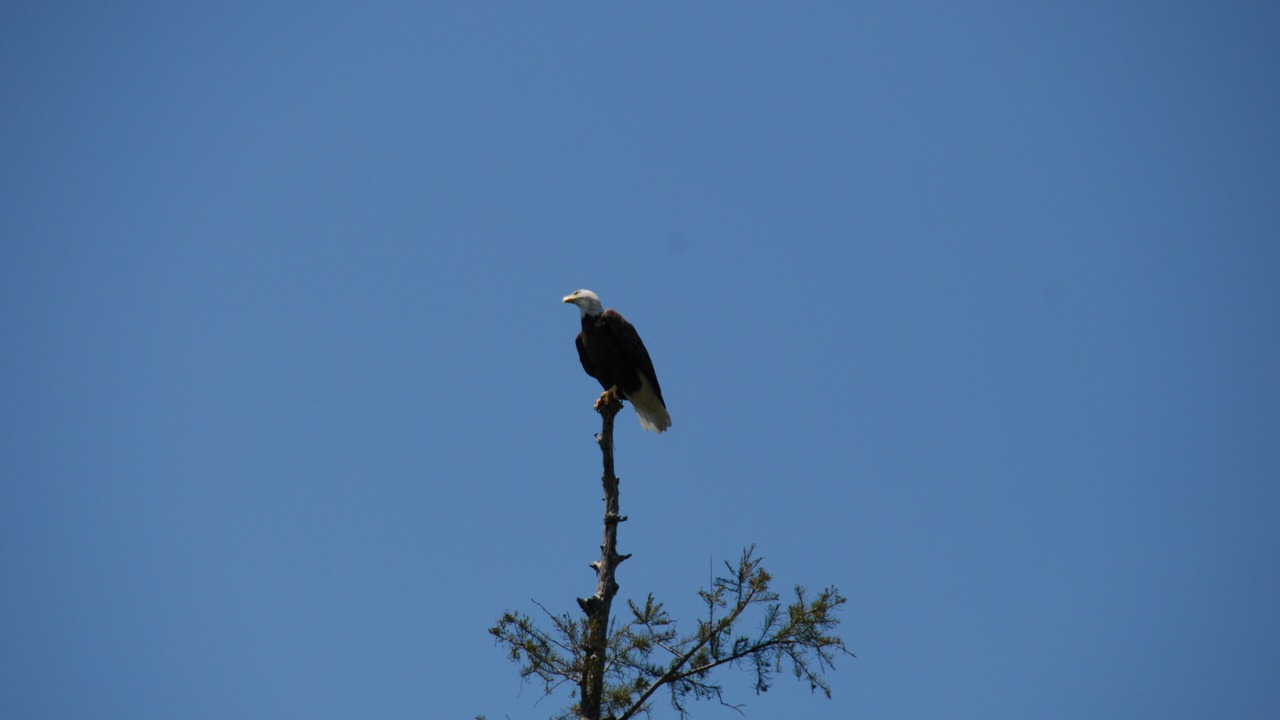 Photo of Others in Pierre Part