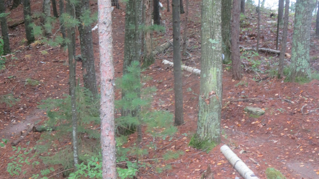 Photo of Outdoor in Tomahawk