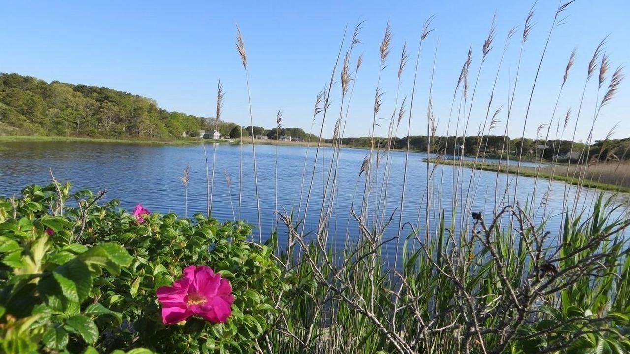 Photo of Outdoor in Bass River