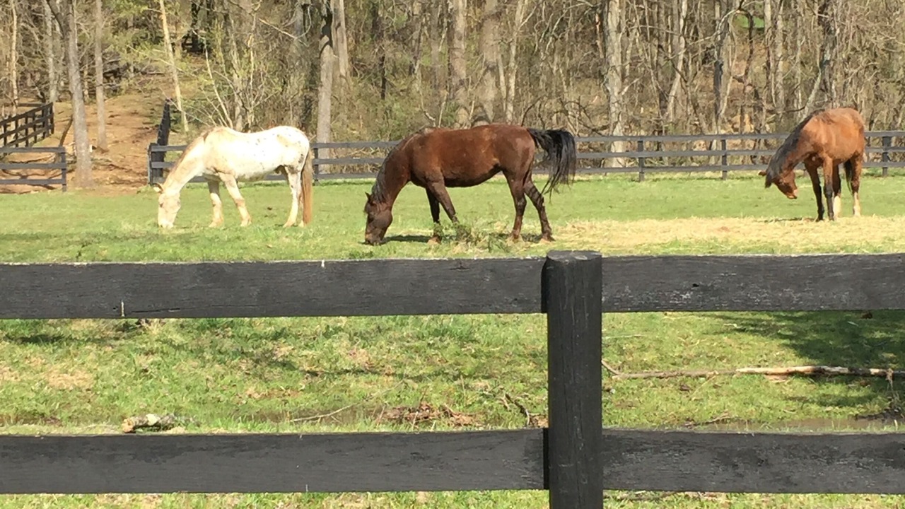 Photo of Outdoor in Blue Ridge
