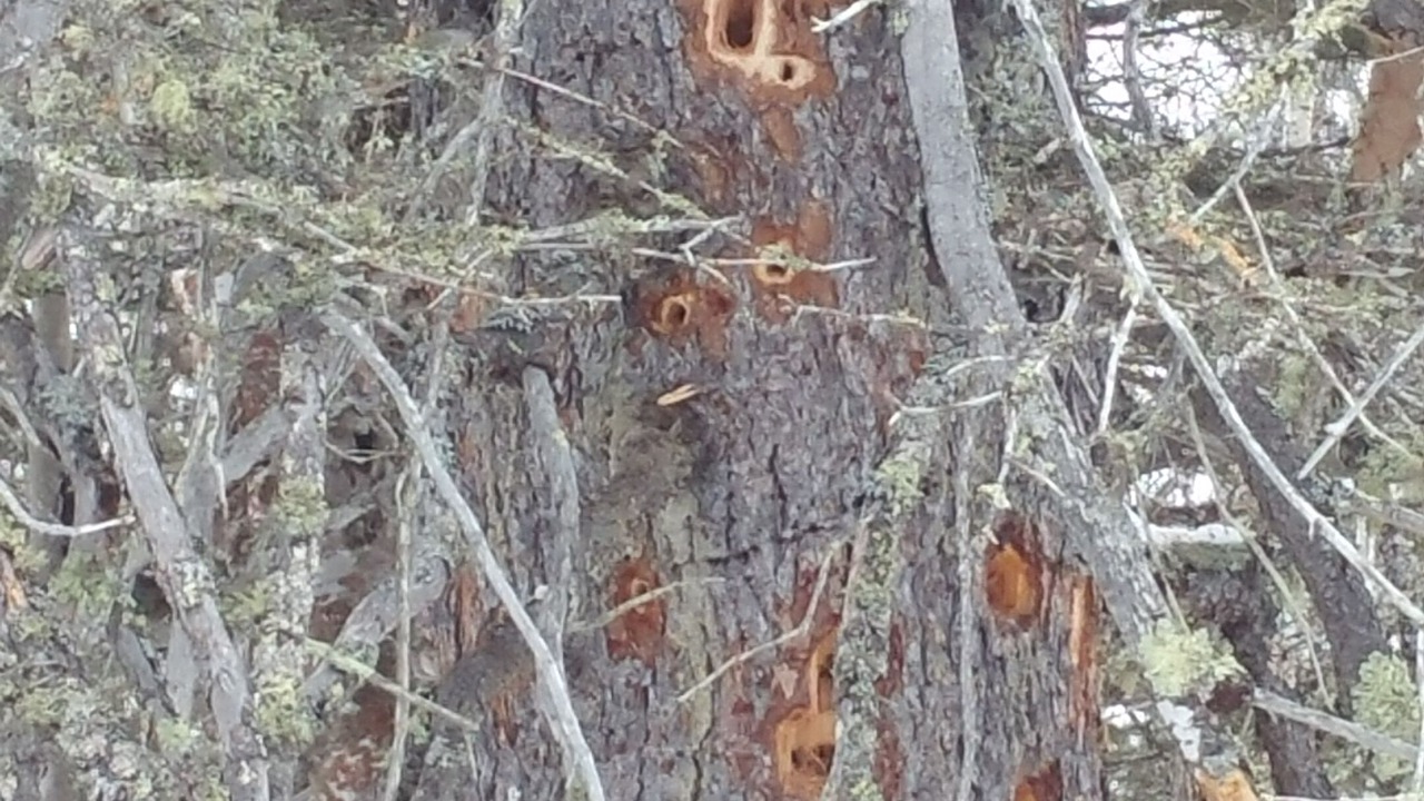 Photo of Outdoor in Two Harbors