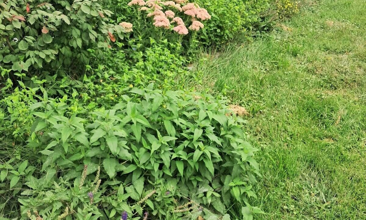 Photo of Outdoor in Ames