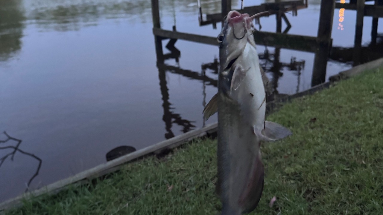 Photo of Others in D'Iberville