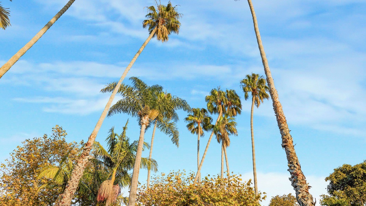 Photo of Others in Central Malibu