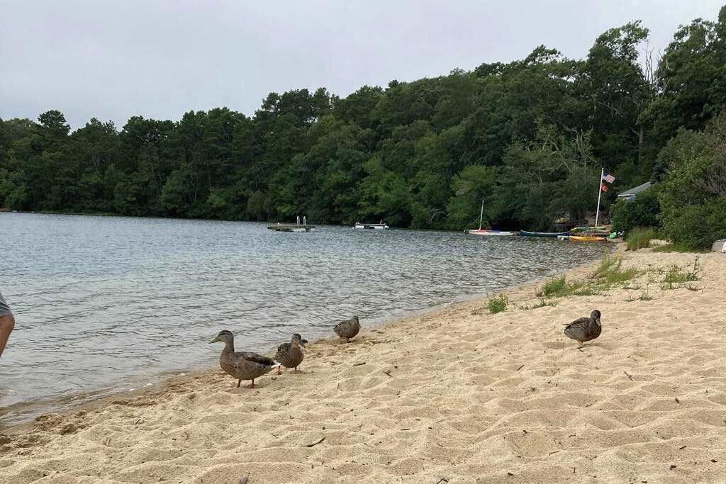 Photo of Others in Brewster