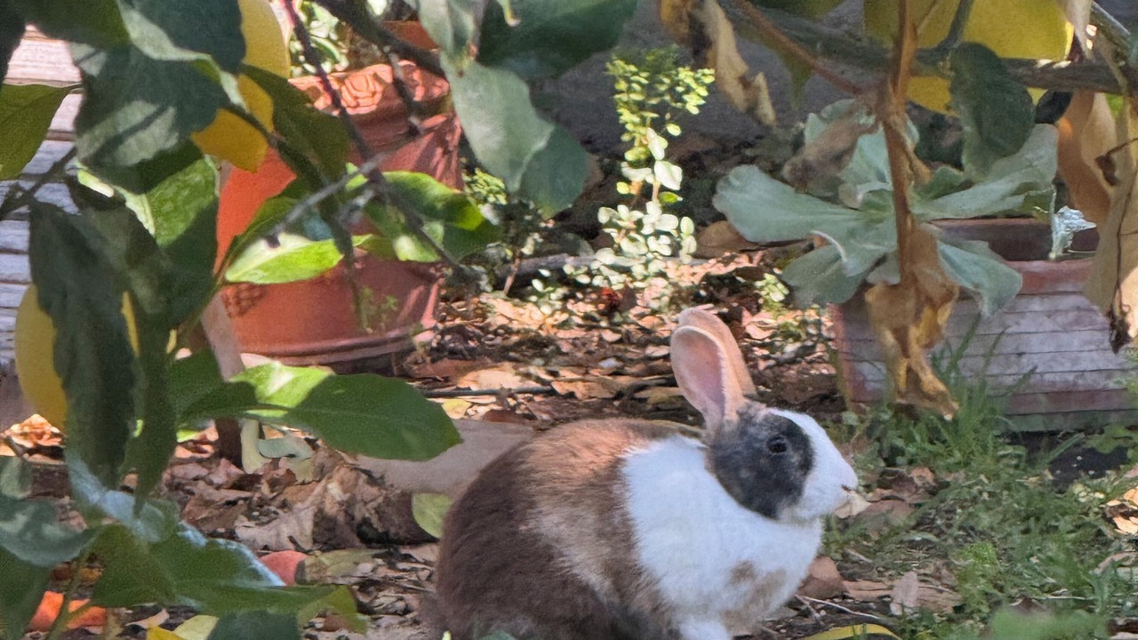 Photo of Outdoor in Ojai
