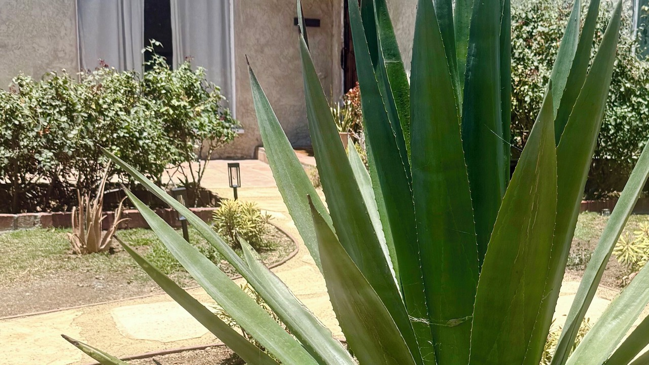 Photo of Outdoor in Mid-Wilshire