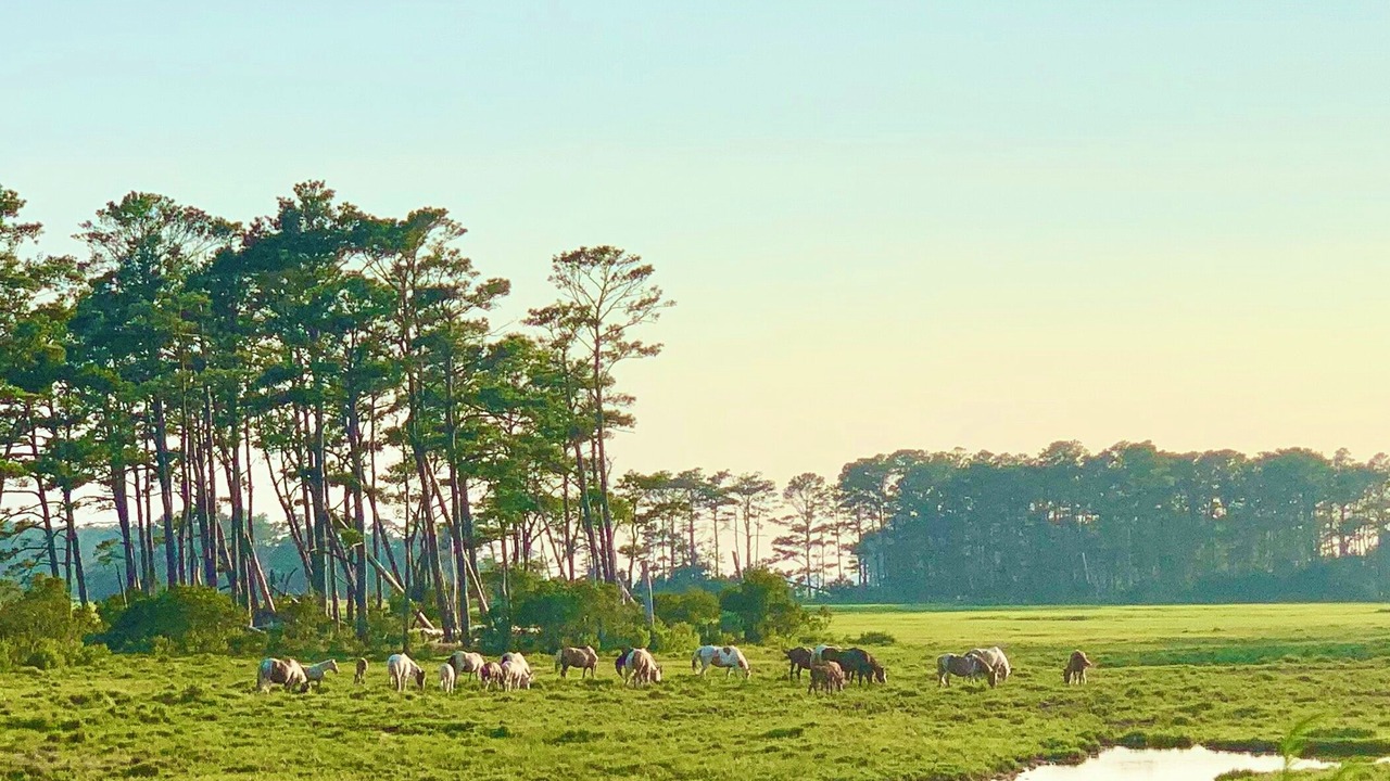Photo of Others in Chincoteague