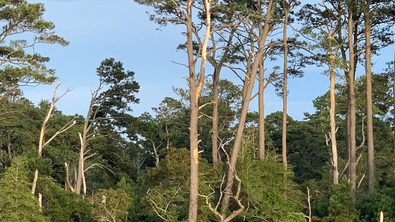 Photo of Others in Chincoteague