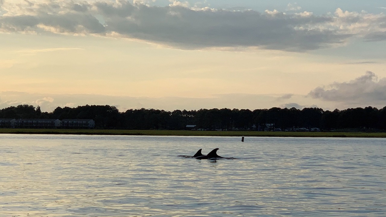 Photo of Others in Chincoteague