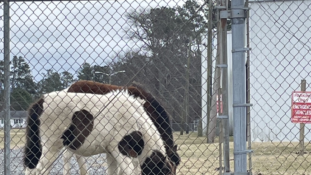 Photo of Others in Chincoteague