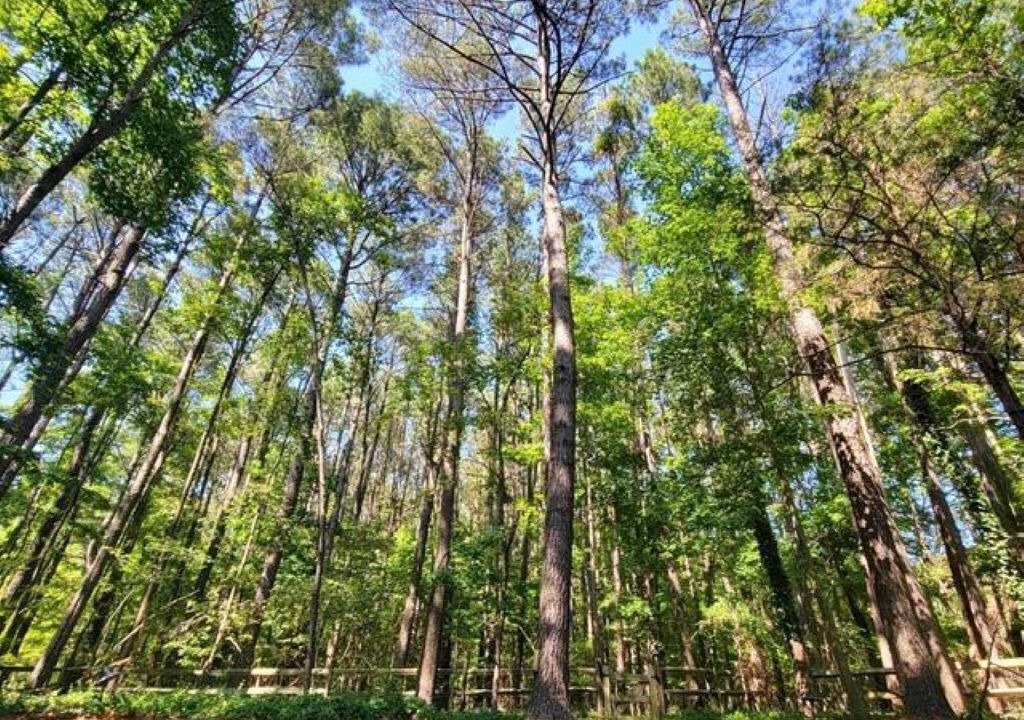 Photo of Outdoor in Bozman