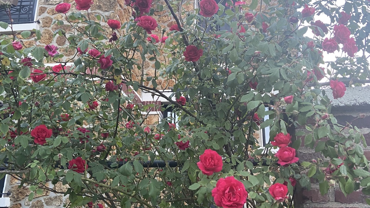 Photo of Outdoor in Le Chesnay