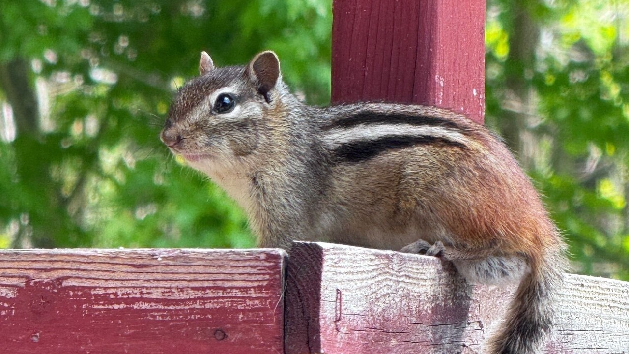Photo of Others in Deer River