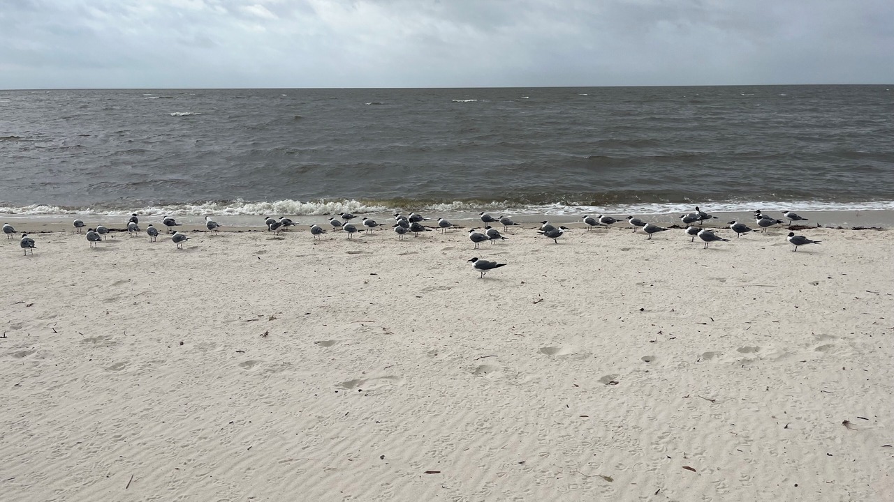 Photo of Others in Biloxi