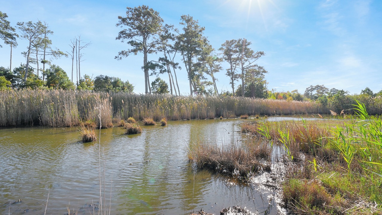 Photo of Others in Chincoteague