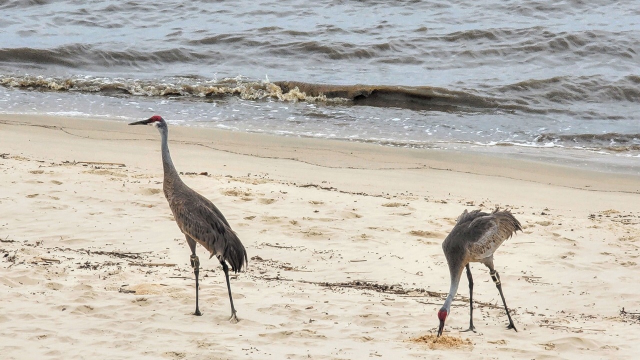 Photo of Others in Ocean Springs