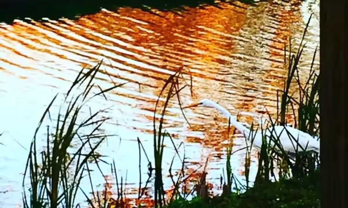 Photo of Others in Breaux Bridge