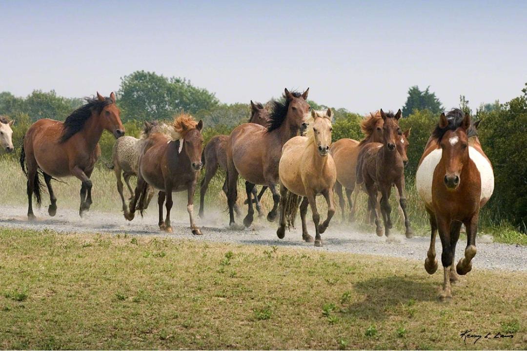Photo of Others in Chincoteague