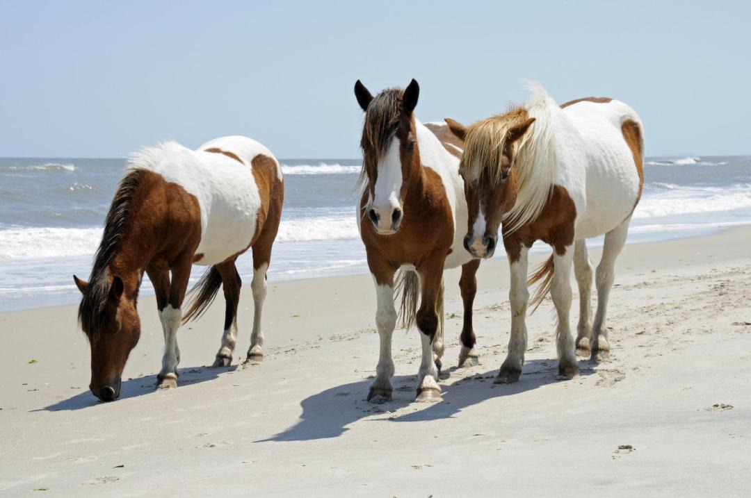 Photo of Others in Chincoteague