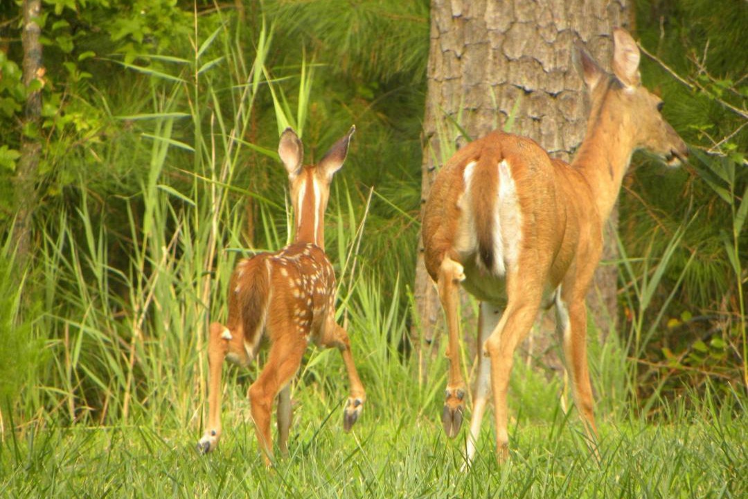 Photo of Others in Chincoteague