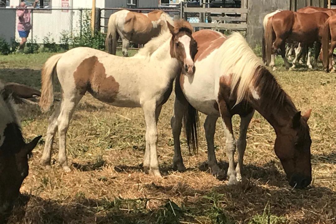 Photo of Others in Chincoteague